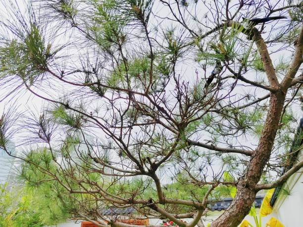 Pinus morrisonicola Hayata