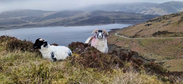 istock Blackface Ewe and newborn lamb 2151219370