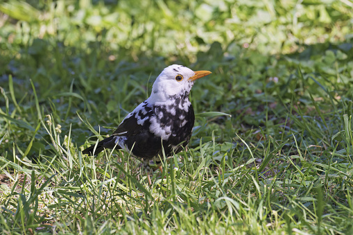 male specimen of common blackbird characterized by partial albinism, Turdus merula merula, Turdidae