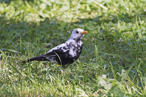male common blackbird characterized by partial albinism, Turdus merula merula, Turdidae