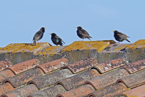 istock four common starlings on a roof 2151219816