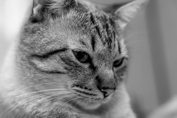 istock Portrait of a cat lying on a light colored soft blanket. 2151219868