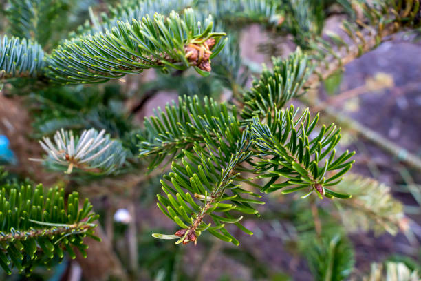 istock Chinese fir, Christmas tree close up. 2151219912