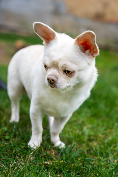 istock Portrait of a cute chihuahua, 2151220009