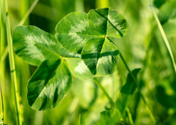 A bed of wet lush green clover with water droplets on its leaves.