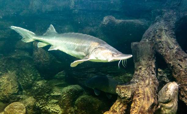 istock Sturgeon fish swims in an aquarium 2151220153