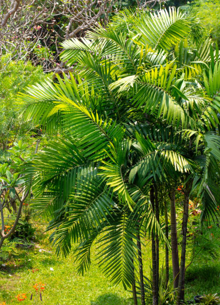 istock Palm leaves on nature in the park. Tropics 2151220214
