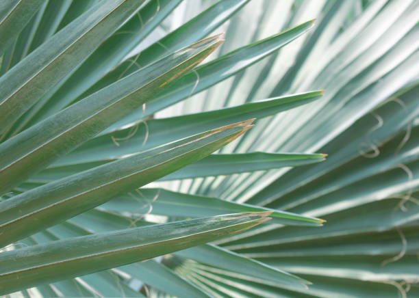istock Palm leaves on nature in the park. Tropics 2151220265