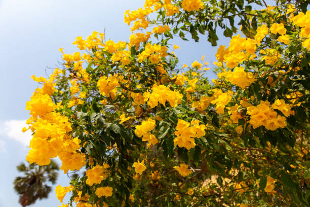 istock Beautiful yellow flowers on a tree in the tropics 2151220363