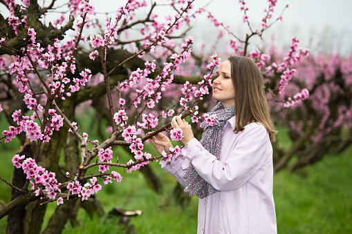 A beautiful young woman is in awe, because of the magnificent bloom of peach trees, in Piedmont. She smells the scent of spring.