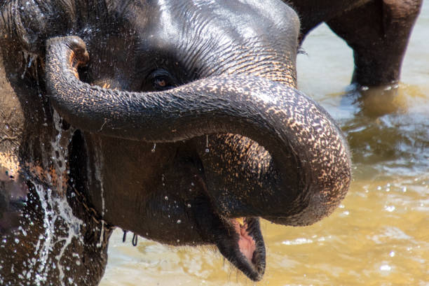 istock An elephant bathes in the river. Close-up 2151220981