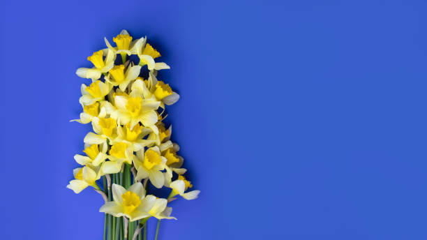 istock Yellow daffodils on a blue background in bright daylight with shadows 2151221047