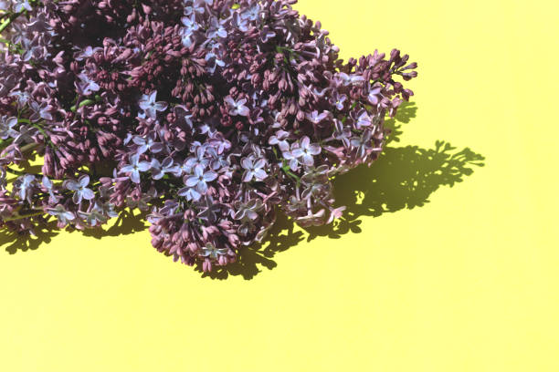 A branches of lilacs on yellow background with a shadows. Natural background with empty space. Flay lay