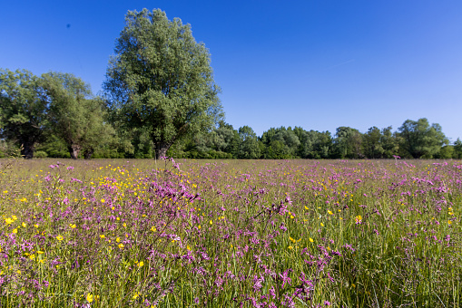 The meadow with Silene flos-cuculi and Ranunculus flowers and distant trees