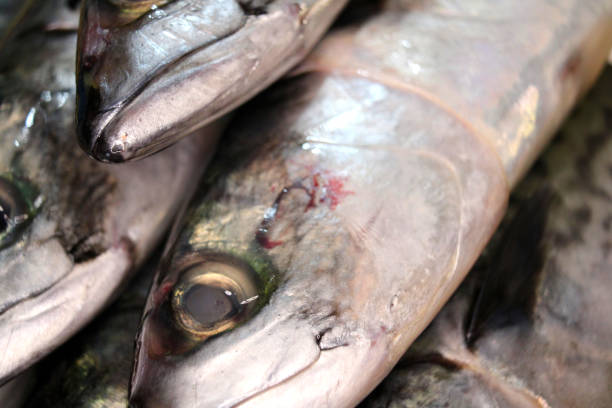 istock Fresh raw mackerel fish close up in the store 2151223556
