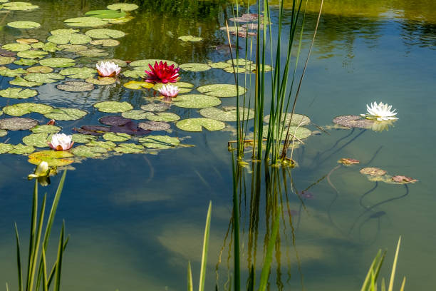 istock Pink and white water lilies on the pond 2151223611