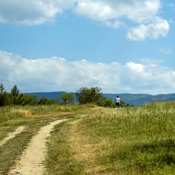 The road in a meadow