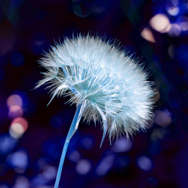 Blue moon dandelion against a dark sky