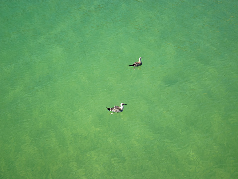 view of two seagull swimming in the middle of the water, which has a greenish but crystal-clear hue