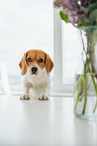 The curiosity of a cute beagle dog as it playfully puts its paws on the kitchen table in the morning. With eager eyes, the furry explorer adds charm to the domestic scene, epitomizing the playful spirit of morning exploration