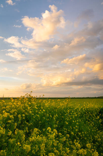 Clouds over the Dutch countryside are illuminated by the setting sun