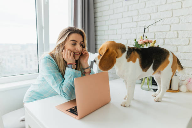 istock Work from Home Distraction: Woman with Beagle Dog at Laptop 2151225564