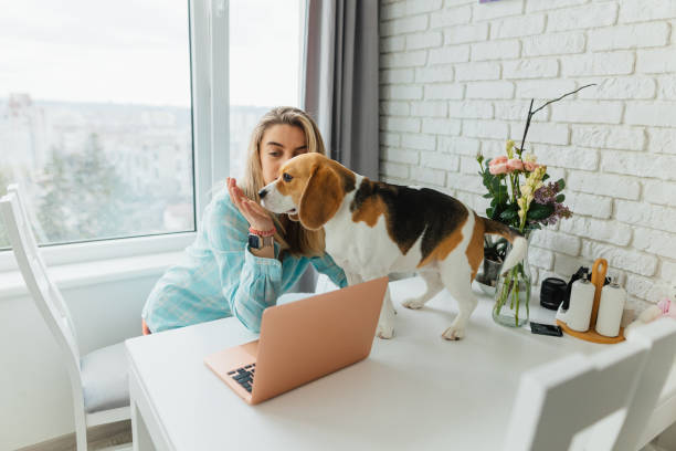 istock Work from Home: Beautiful Woman's Cute Beagle Dog Provides Distraction 2151225575