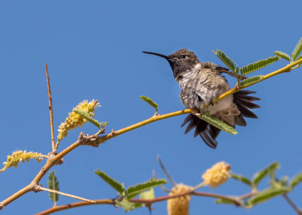 Blue sky with closeup of Black-chinned Hummingbird with tail splayed on thorny bush with yellow flowers