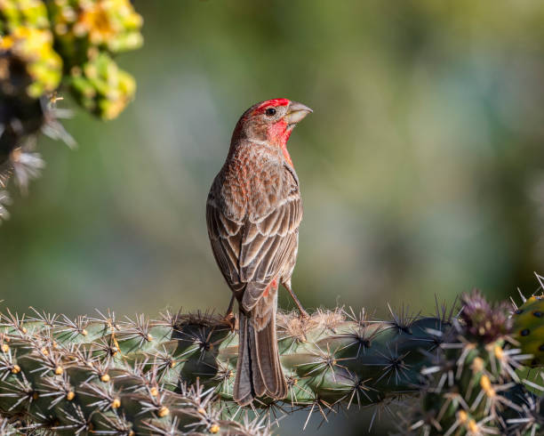 istock House Finch on Cane Cholla 2151225688