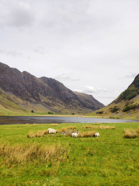 Scottish highland nature scenery, mountain top surrounded by clouds, grazing in streams and rivers, sheep grazing, red bridge across the river
