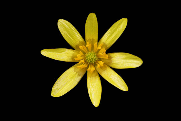 Ficaria verna plant captured in photo