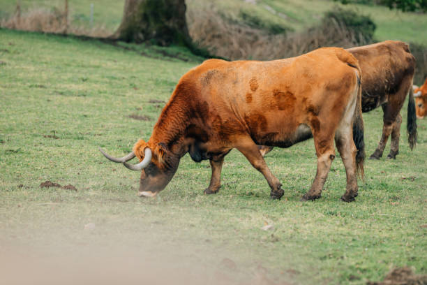 istock cows grazing in the field 2151226962