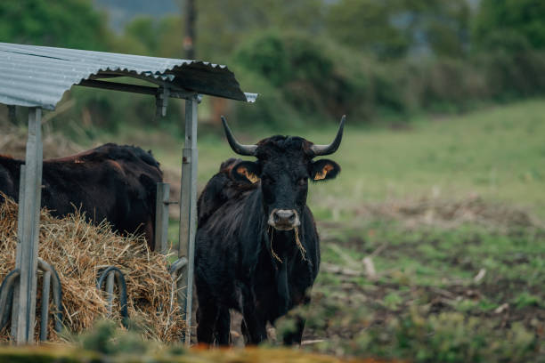istock cattle grazing outdoors in the field, cow 2151227031