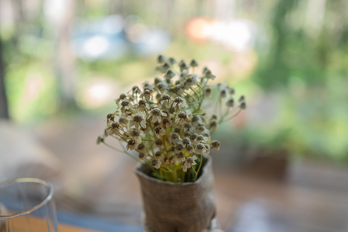 Withered daisies in a burlap-wrapped pot sit on a table, with a soft-focus background of a bright, sunlit garden, evoking a sense of tranquil domesticity and the fleeting nature of life. A beautiful bouquet decorates the room.