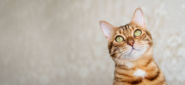 istock Headshot of a Bengal cat on a blurred room background. 2151229108
