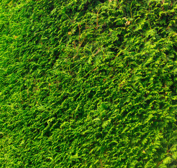 Green coniferous thuja as an abstract background.