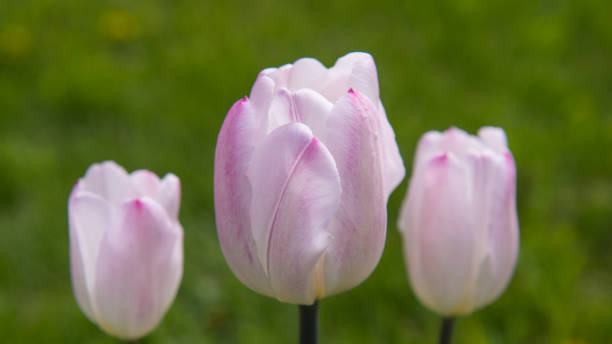 istock Three pink tulips on a blurred green background. 2151232492