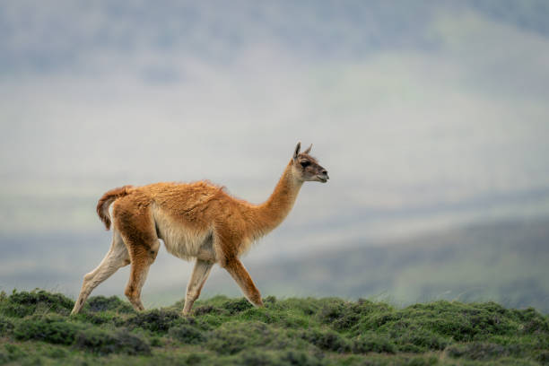 istock Guanaco walks through bushes along grassy ridge 2151233164