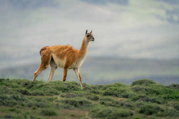 istock Guanaco walks through bushes on grassy ridge 2151233167