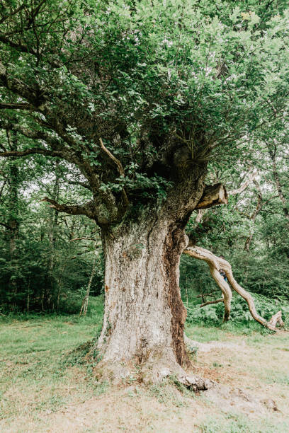 Centennial tree in a forest in northern Spain