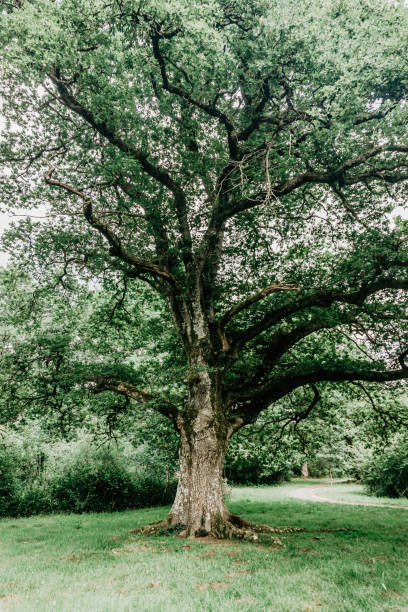 istock Centennial tree in a forest in northern Spain 2151234586