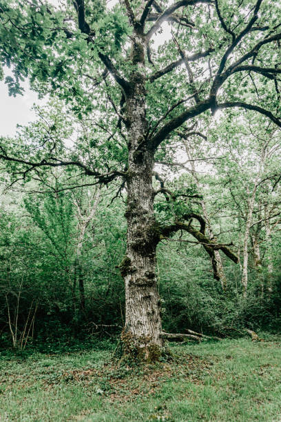 istock Centennial tree in a forest in northern Spain 2151234654