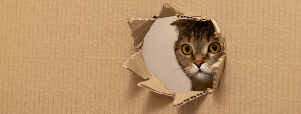 istock Banner Scottish Fold cat looking through paper hole outside 2151235729