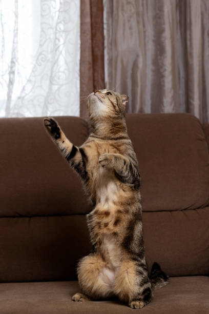 istock Scottish fold-eared fold-eared cat sits on its butt on a brown sofa and looks up with its front paws raised 2151235738