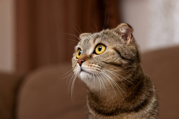 istock Portrait of a Scottish fold-eared fold-eared cat. 2151235742
