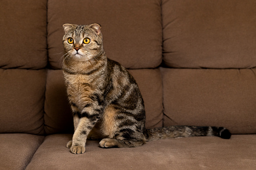 A domestic purebred cat at home