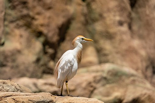 Héron garde-boeufs ou Bubulcus ibis solitaire debout sur un rocher