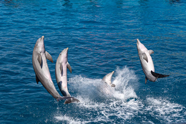 Trained dolphin performing with ball on water.