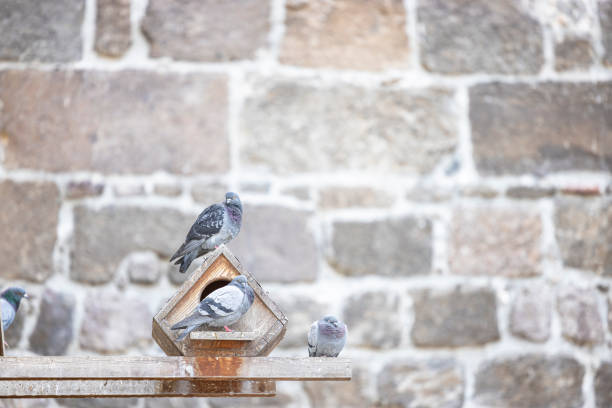 Many pigeons in the garden