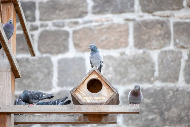 Many pigeons in the garden